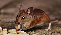 24 Hour & Emergency Exterminators in Fort Washington, PA